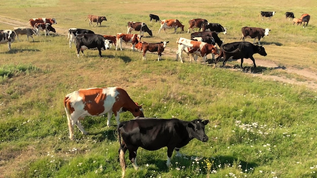 Drone che sorvola vari stand di mucca sul prato verde e pascola l'erba sulla vista aerea del terreno coltivabile