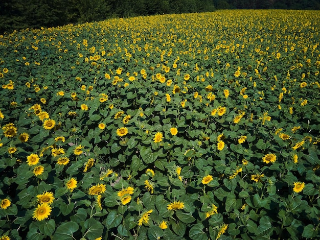 Drone veduta aerea di un soleggiato campo di girasoli in luce gialla incandescente.