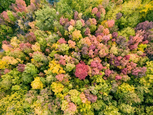 Drone vista aerea dall'alto di un autunno alberi colorati nel parco selvaggio.