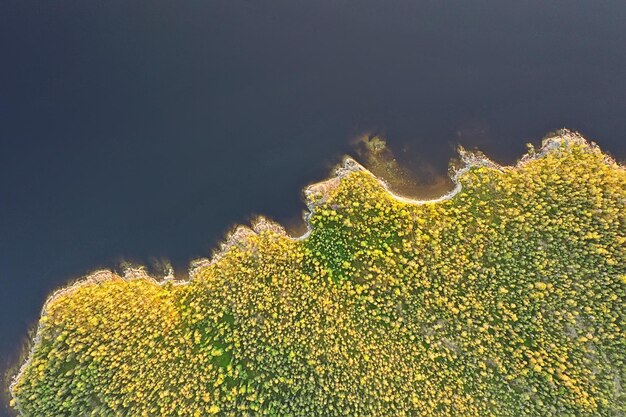 drone vista dall'alto della foresta estiva, sfondo verde alberi panorama paesaggio