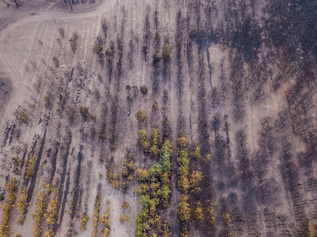 Drone vista della foresta bruciata dopo l'incendio