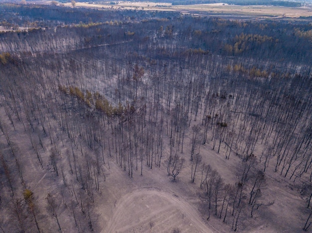 Drone vista della foresta bruciata dopo l'incendio