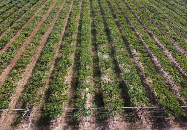 Drone vista di un vigneto verde foglia con file ordinate se viti in un'agricoltura