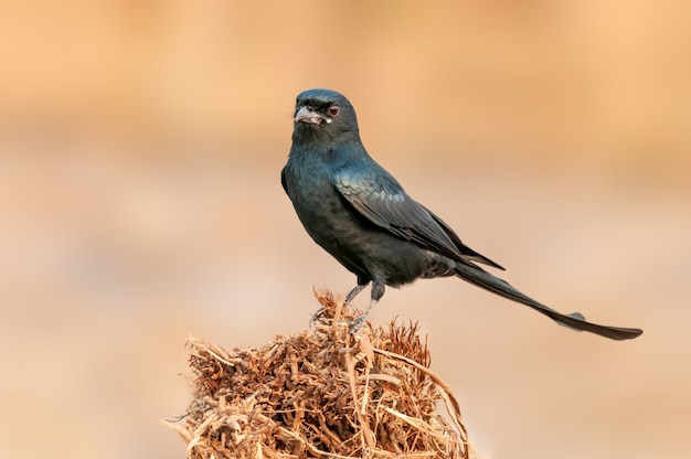 Drongo nero comodamente seduto nella straordinaria luce dorata