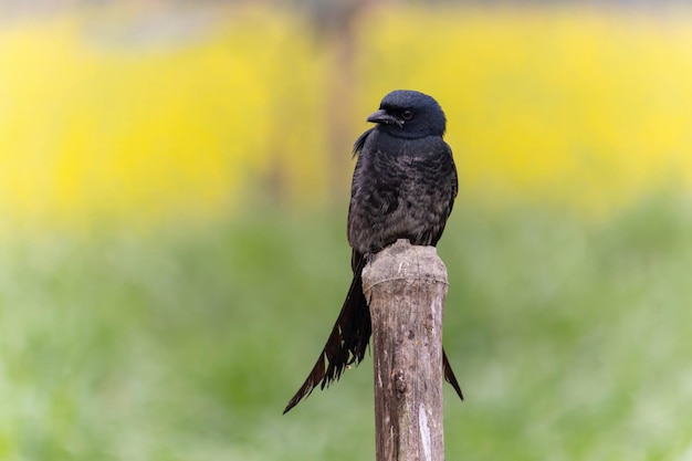 Drongo