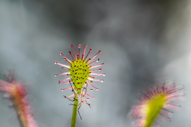 Drosera da vicino, drosera intermedia