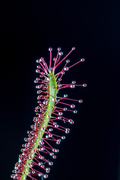 Drosera da vicino, drosera intermedia