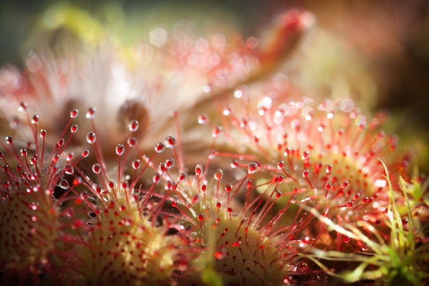 Drosera e bellissime gocce rosse brillanti alla luce del bokeh