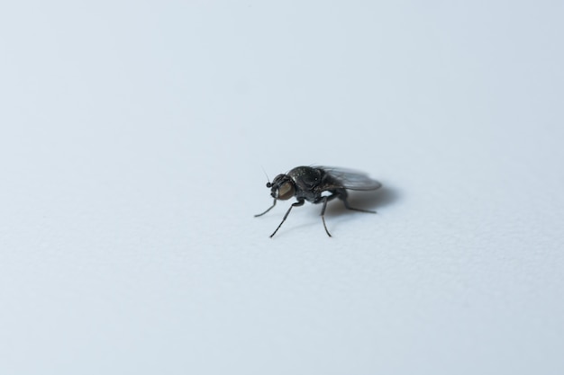 Drosophila macro