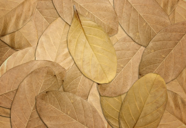 Dry foglie di autunno sfondo