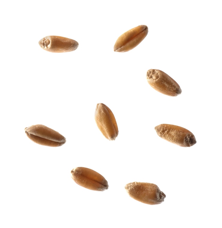 Photo dry golden wheat grains on white background