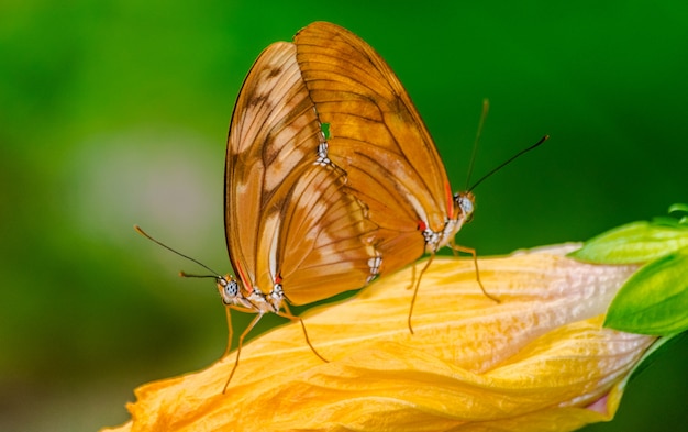 Dryas iulia, Julia heliconian farfalle accoppiamento