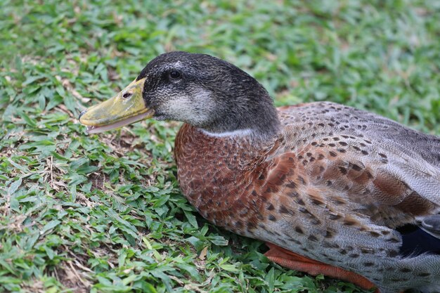 Duck si rilassava sul prato verde.