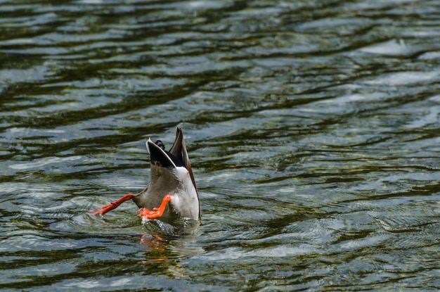 Duck tuffo al lago