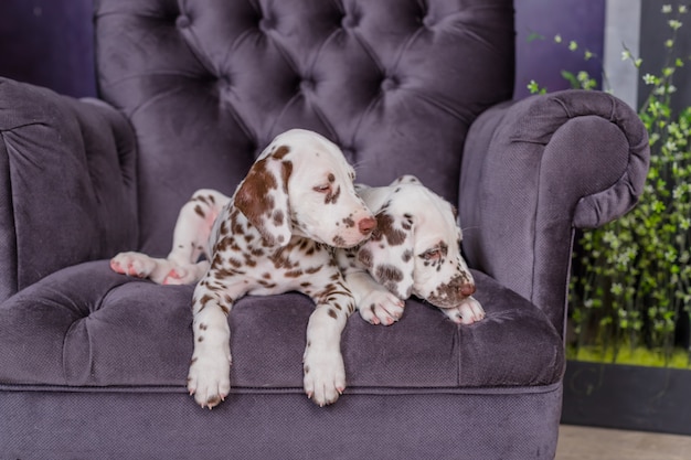 Due adorabili cuccioli dalmata su una sedia idoors. Simpatici animali domestici. due cani macchiati sulla sedia