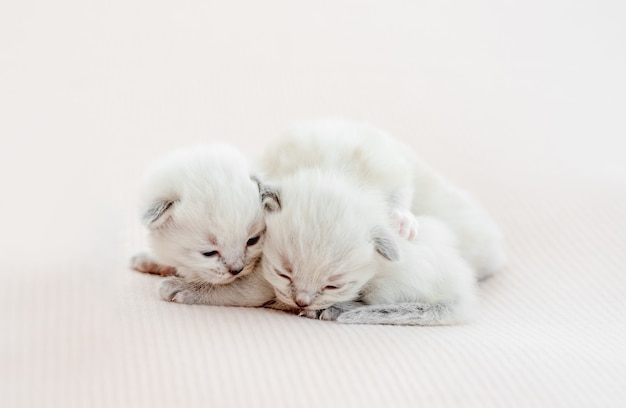Due adorabili gattini ragdoll che giacciono e dormono insieme
