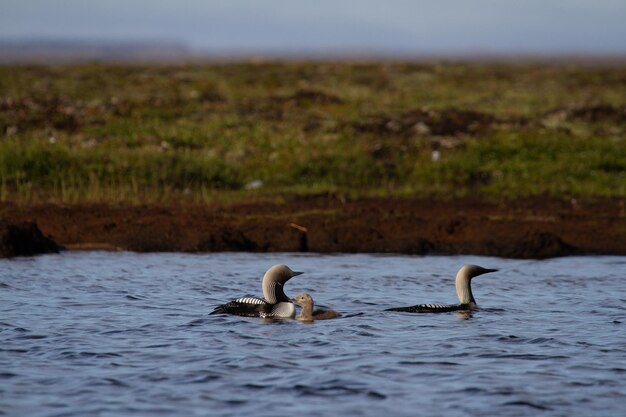 Due adulti Pacific Loon o Pacific Diver e giovani che nuotano in un lago artico con salici