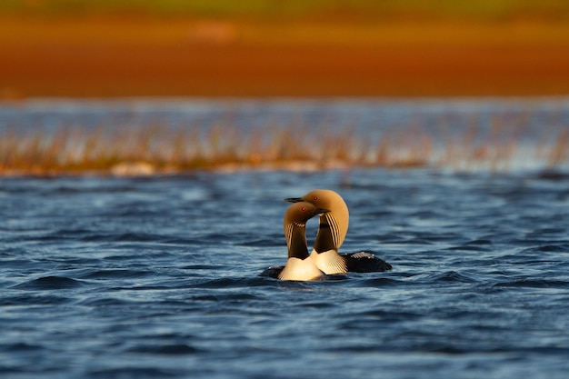 Due adulti Pacific Loon o Pacific Diver nuotare in un lago artico con salici