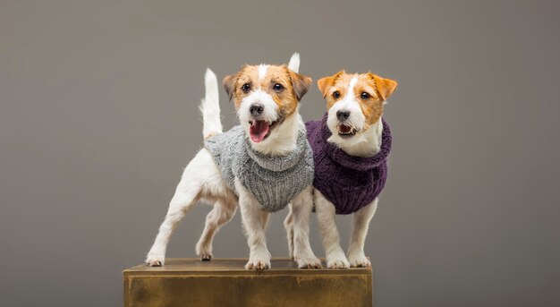 Due affascinanti Jack Russell in posa in studio in caldi maglioni