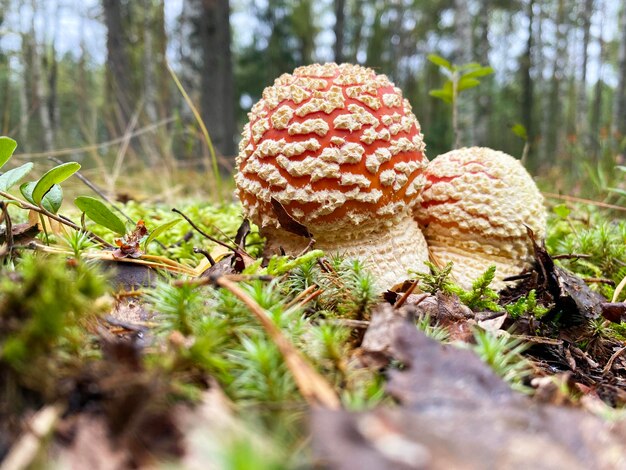 Due agarichi crescono nella foresta