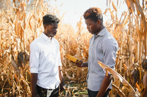 Due agricoltori africani controllano il raccolto in un campo di mais.