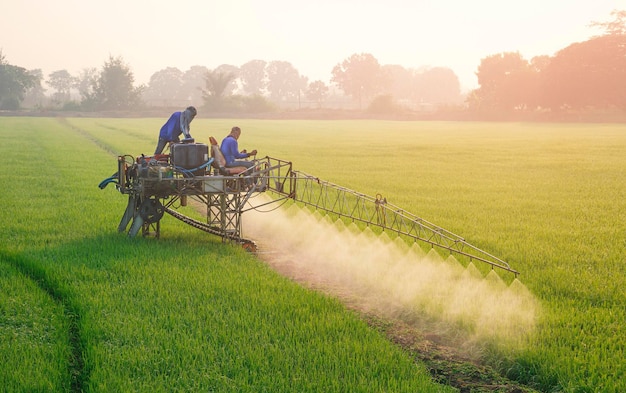 Due agricoltori asiatici su trattore spruzzatore che spruzzano prodotti chimici e fertilizzanti in una risaia verde