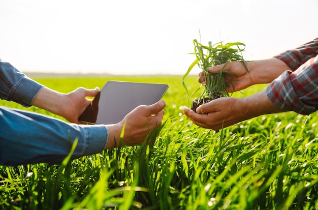 Due agricoltori in maschere mediche discutono di questioni agricole sul campo di grano verde Agro business Covid19