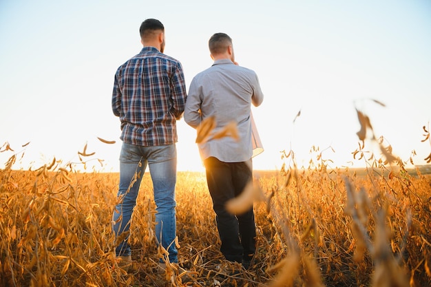 Due agricoltori in piedi in un campo che esaminano il raccolto di soia prima della raccolta