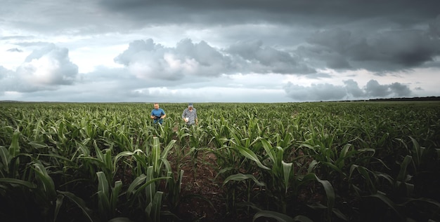 Due agricoltori in un campo di grano agricolo in una giornata nuvolosa