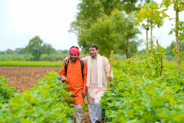 Due agricoltori indiani che lavorano e discutono al campo di cotone verde.