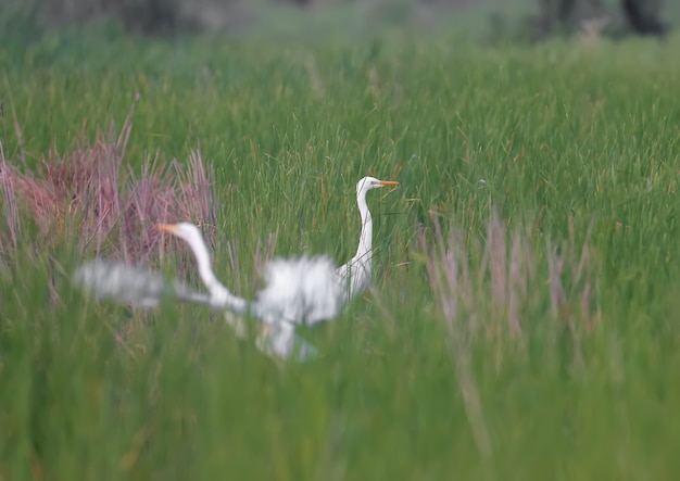 Due aironi grandi (Ardea alba) si nutrono di uno stagno ricoperto di erba acquatica. Uno degli uccelli vola via