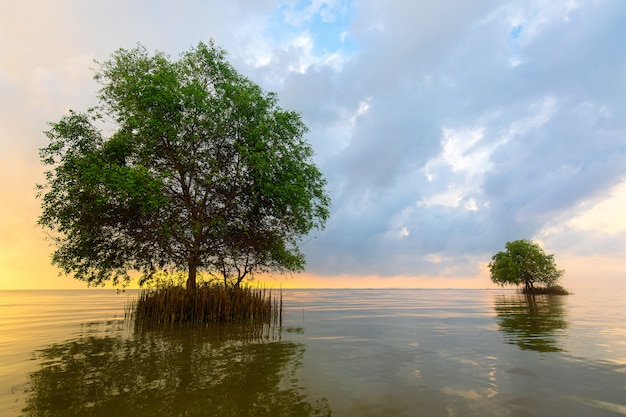 Due alberi in mare