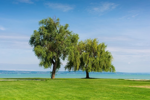 Due alberi in piedi sulla riva del lago bellissimo paesaggio estivo