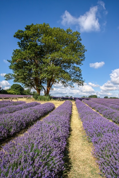 Due alberi in un campo di lavanda