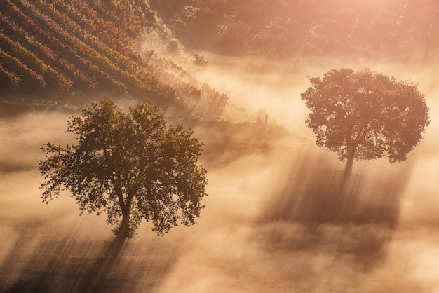 Due alberi nella nebbia