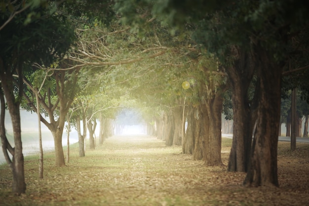 Due alberi ombreggiati con luce del mattino