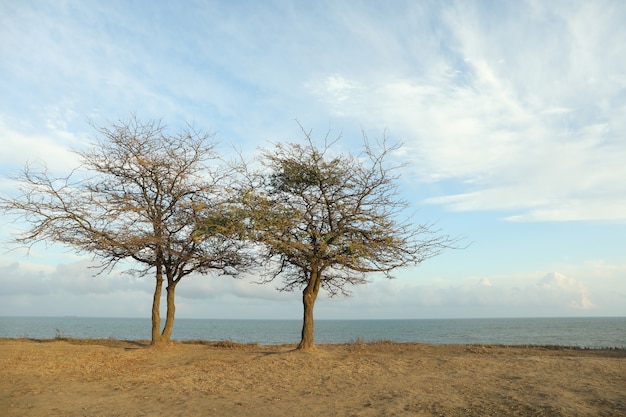 Due alberi solitari sul pendio contro il mare