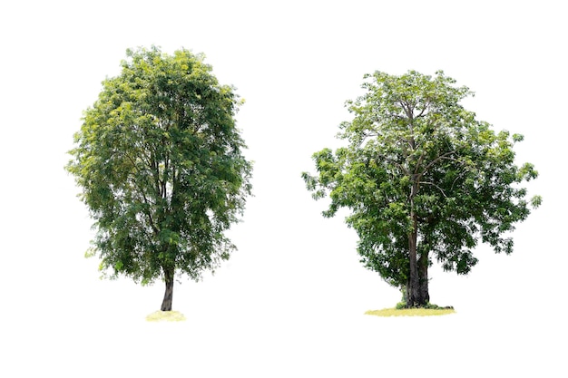 Due alberi sono la cosa più importante al mondo Produzione di ossigeno Controllo della temperatura Equilibrio con la natura isolato su sfondo bianco