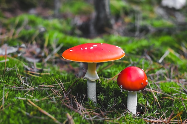 Due amanita velenosa del fungo con i cappucci rossi su muschio verde. Pericolo di agarico di mosca per i raccoglitori di funghi.