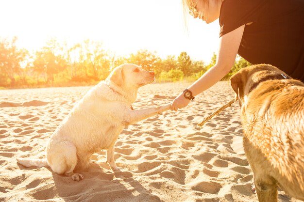 Due amici labrador che giocano sulla spiaggia. bagliore del sole