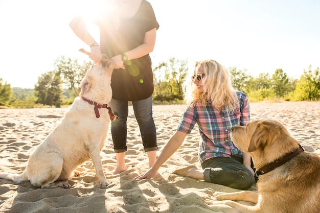 Due amici labrador che giocano sulla spiaggia