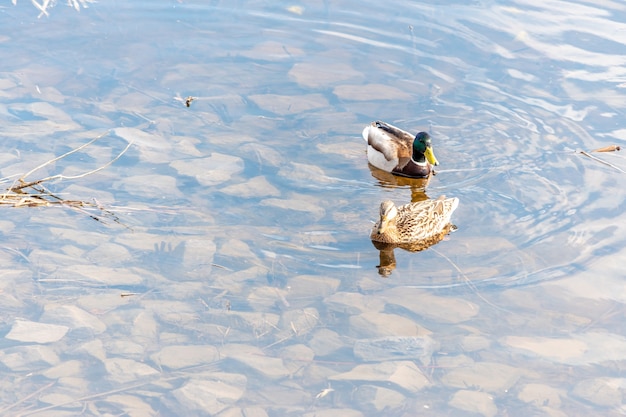 Due anatre del germano reale nuotano nel fiume.