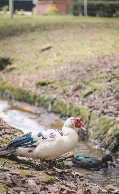 Due anatre in un fiume