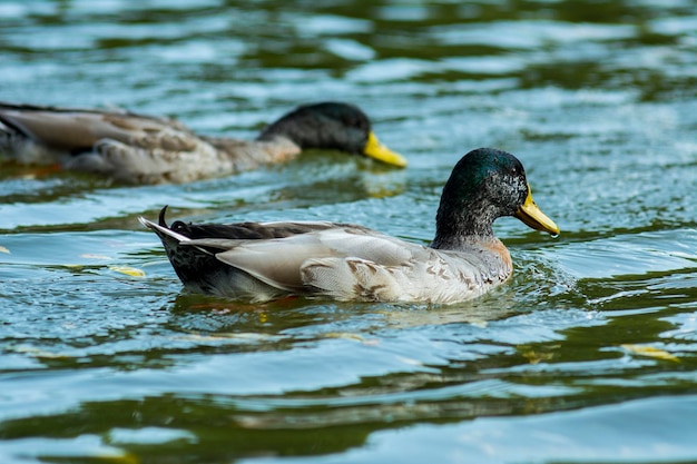 Due anatre maschi che nuotano sul fiume Fauna degli uccelli.