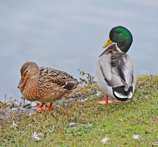 Due anatre sono in piedi sull'erba vicino all'acqua.