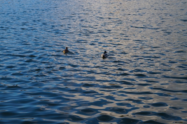 Due anatre su un lago. Due nuotatori d&#39;anatra