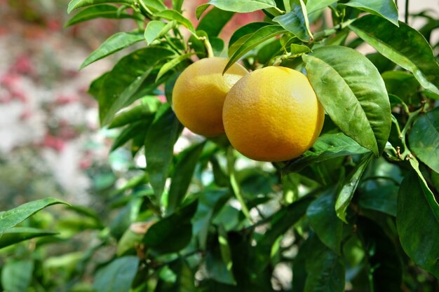 Due arance mature che crescono su un albero del frutteto