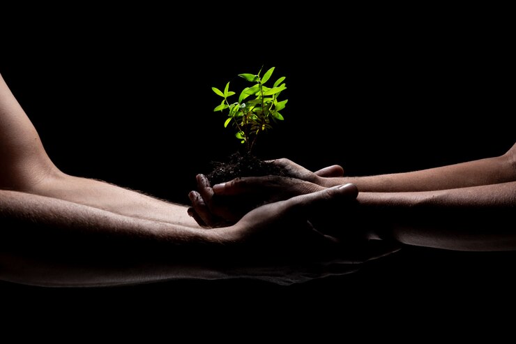 Due armi che tengono una giovane crescita della pianta verde. sfondo nero