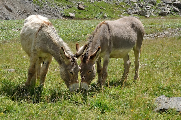 Due asini in un prato nelle Alpi