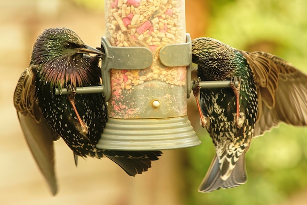 Due avidi storni all'alimentazione degli uccelli